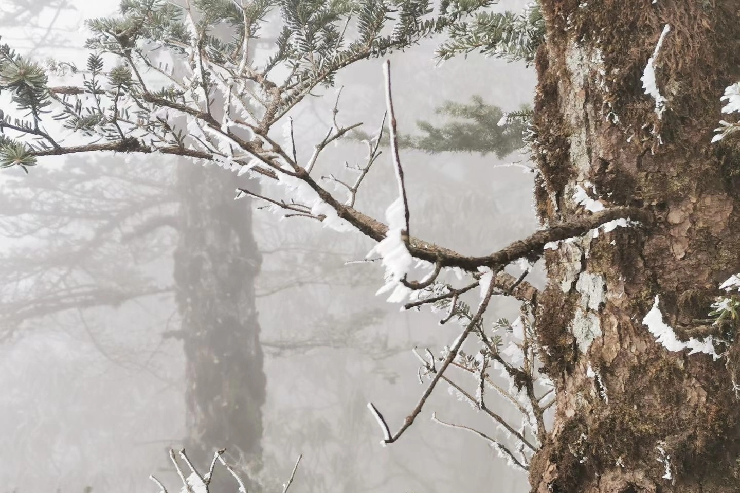 Snow-covered branches against a misty forest